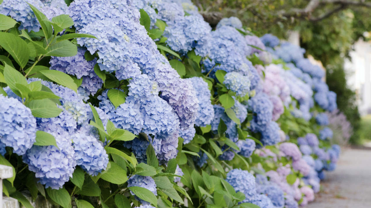 Blue hydrangea bush.