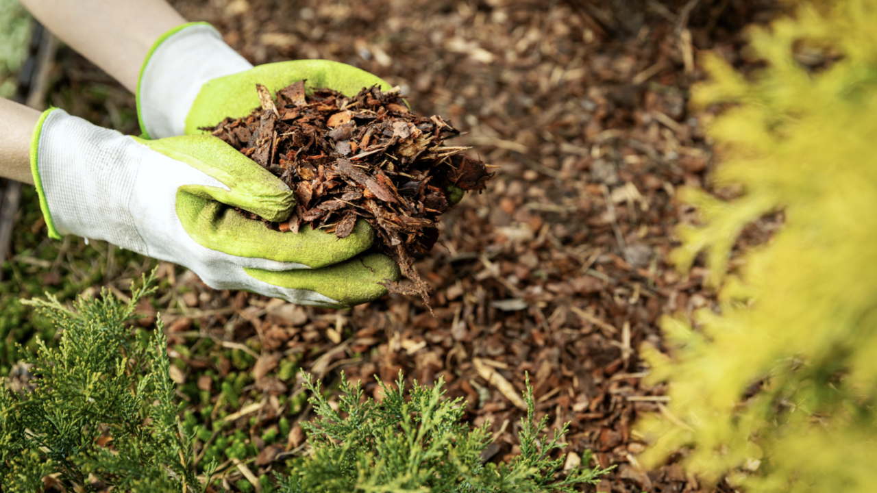 A person putting mulch on a flower bed.