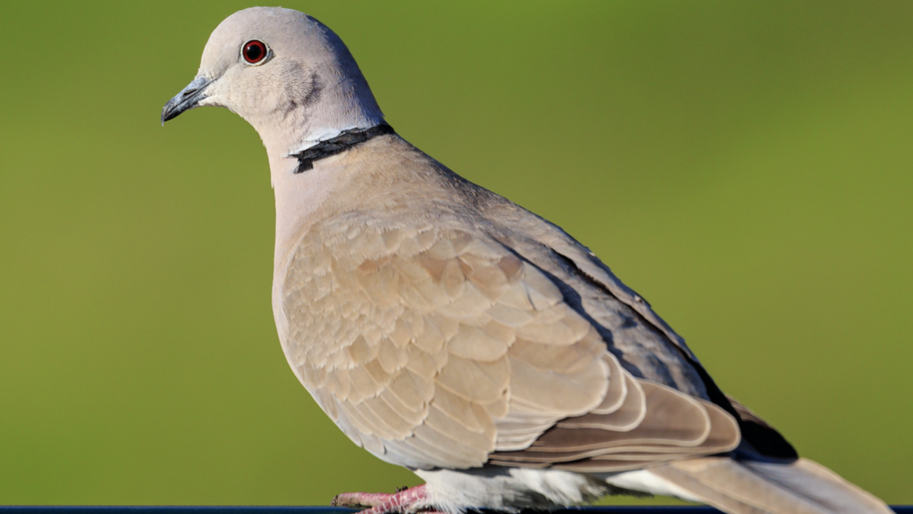 Eurasian Collared Dove