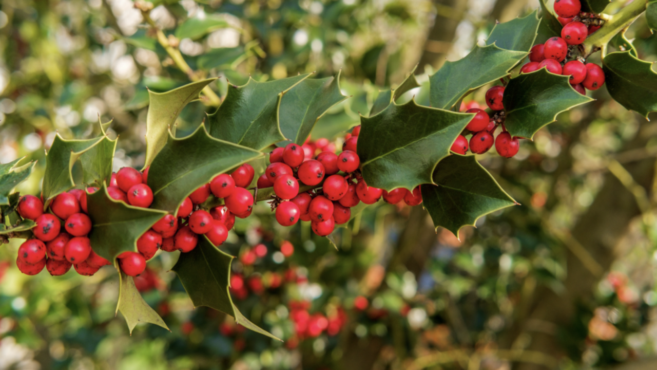 American Holly