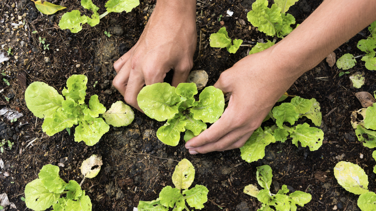 Person planting vegetables.