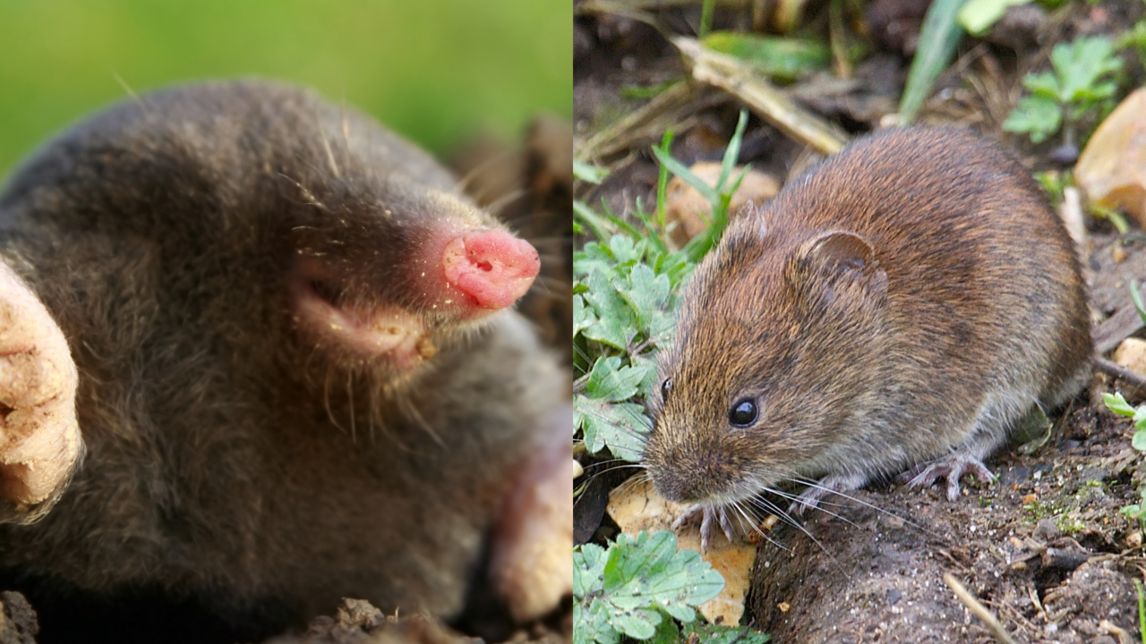 A Mole and a Vole.