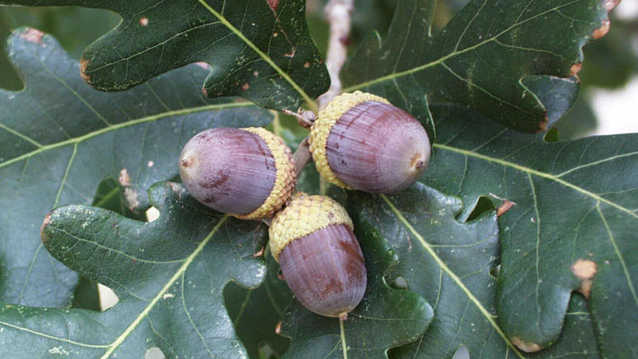white oak acorns.
