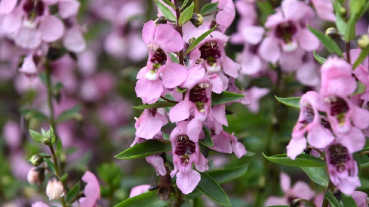 Several small and compact violet flowers on long stems with green foliage.