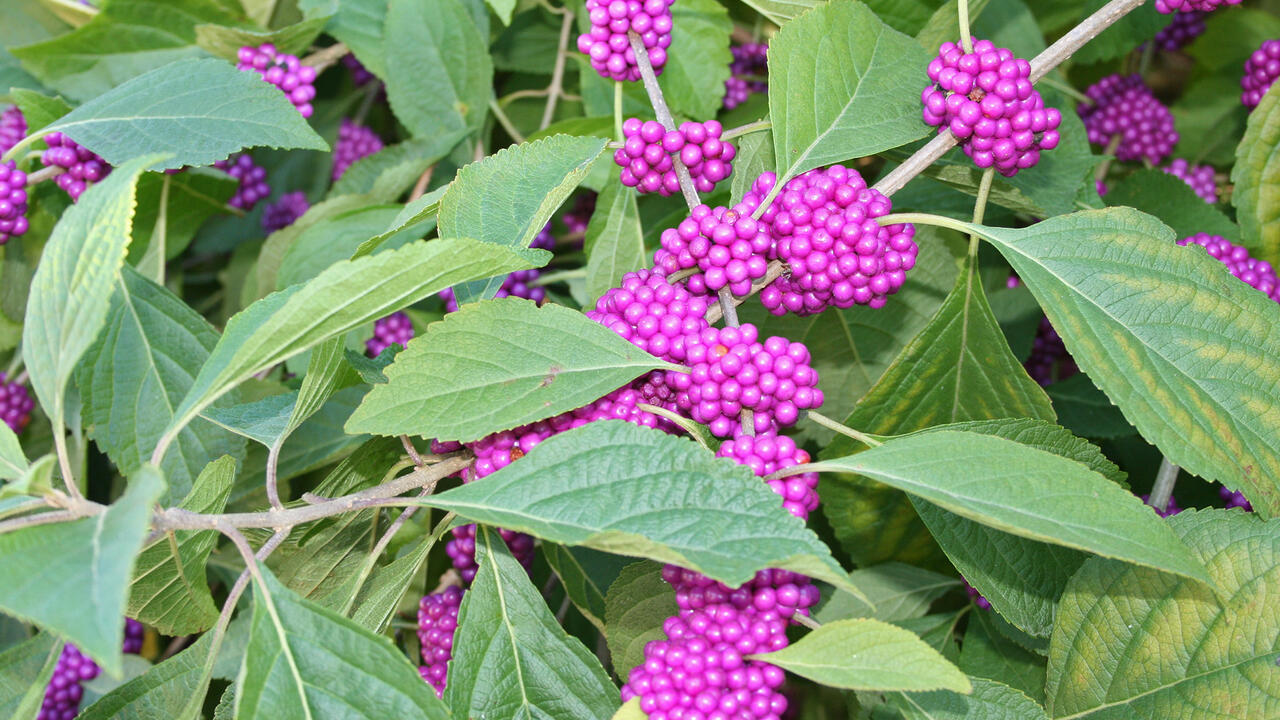 Small purple berries in clumps line branches with green leaves.
