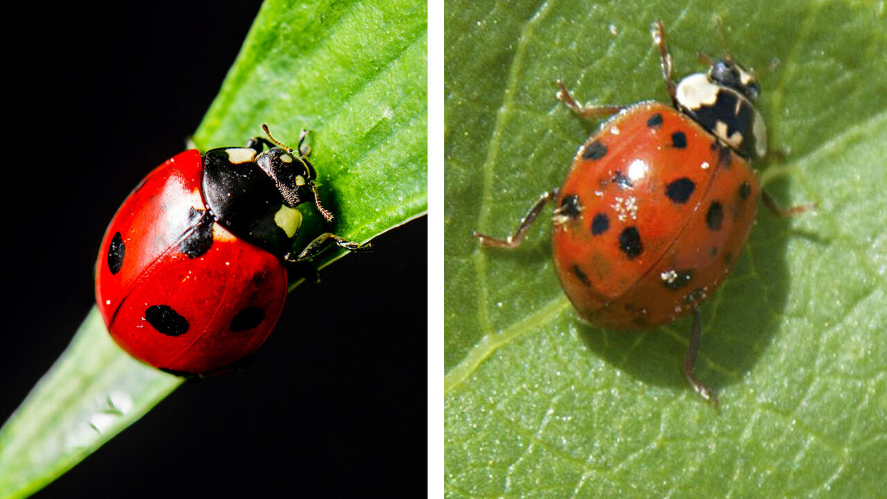 Close-up photos showing a side-by-side comparison of a red ladybug with black spots on a green leaf and an orange Asian lady beetle on a green leaf. (Photos by Canstock and MSU Extension Service)