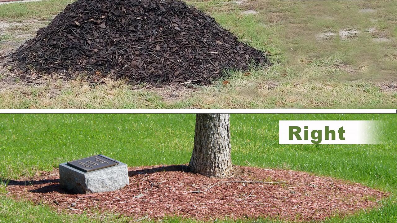 Side by side photos showing the right and wrong ways to mulch around a tree trunk. (Photos by Kevin Hudson and Gary Bachman)