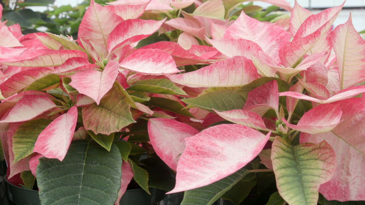 A closeup of grouped poinsettias with variegated red, white, and green leaves.