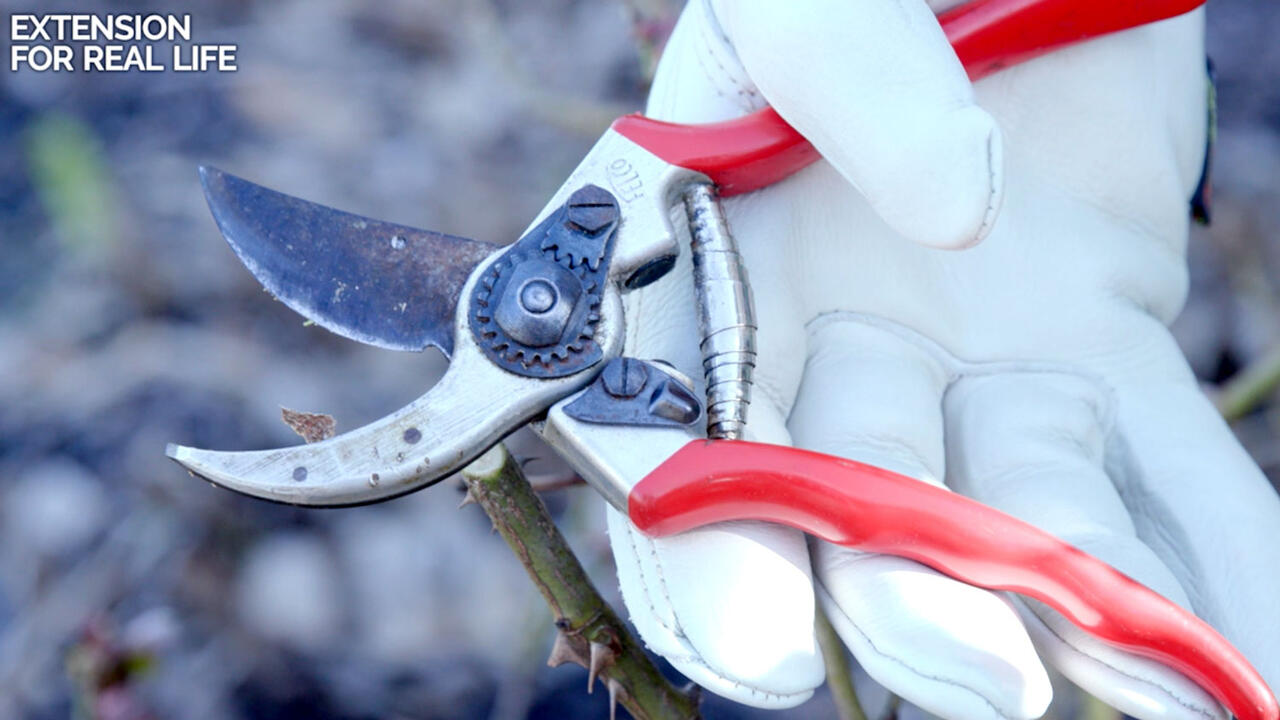 A closeup of a gloved hand holding a pair of bypass pruning shears.