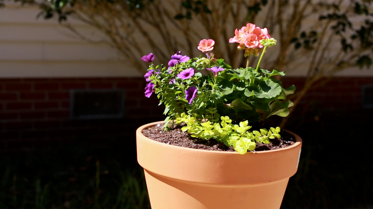 A flower pot with three types of full sun flowers sits in the sun.