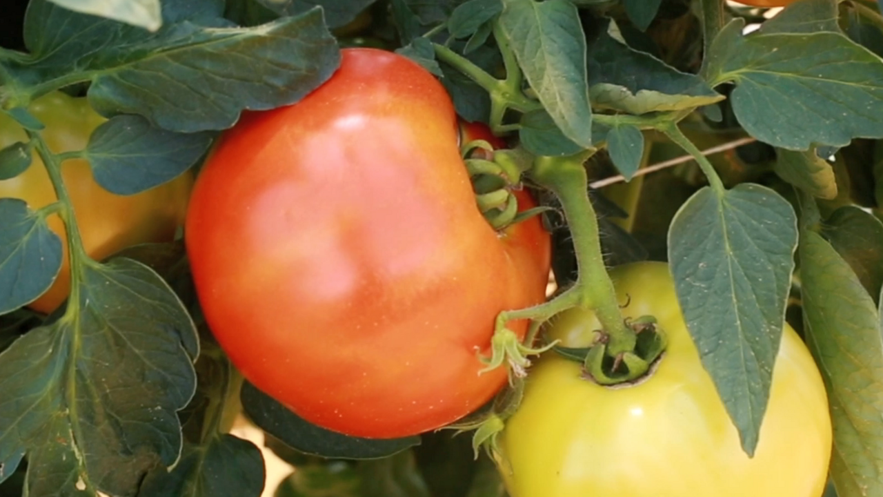 Large tomatoes in varying stages of ripeness ranging from light yellow to orange-red hang on green stems filled with green leaves. 
