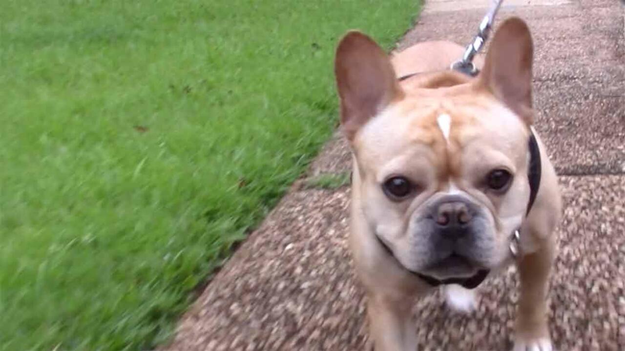 A small, leashed dog walks on a sidewalk.