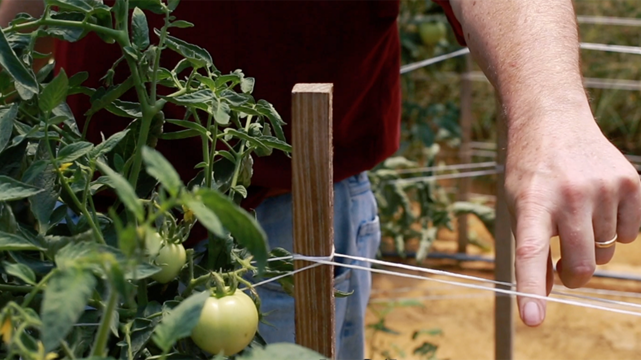 A wooden stake is wrapped with white string to support the adjacent tomato plant. A man stands behind the stake and points to the string.