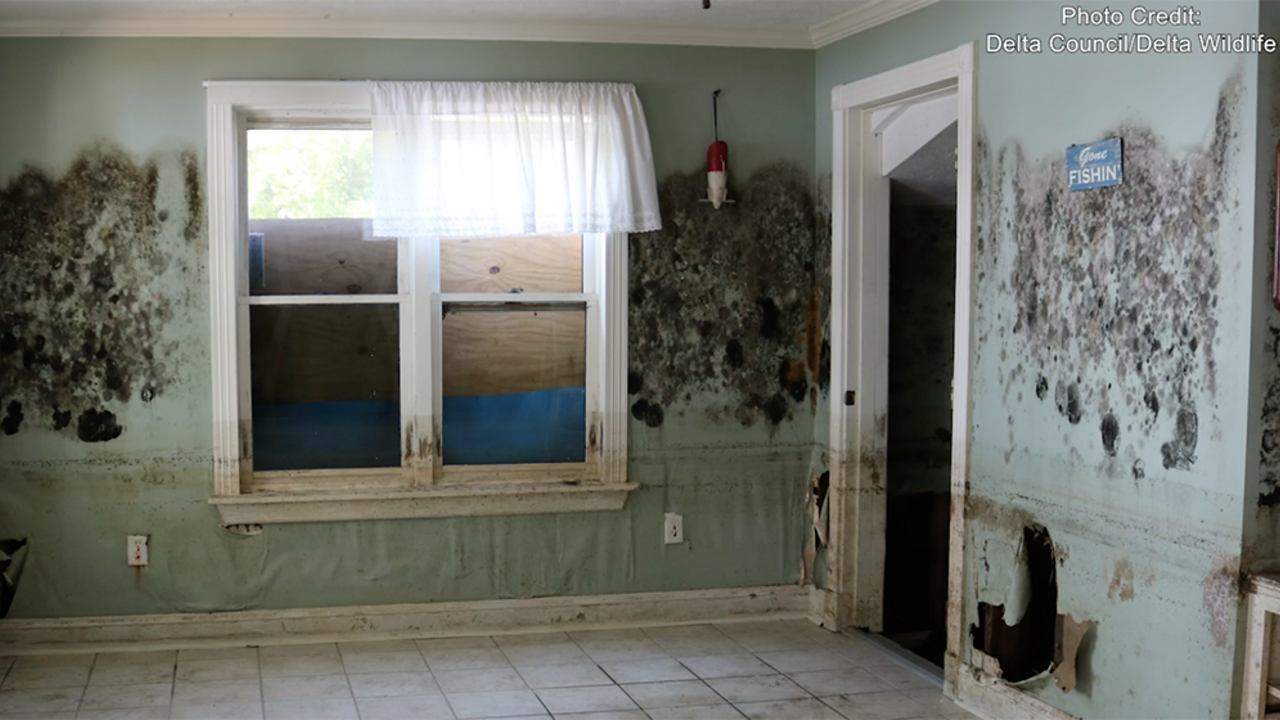 Two walls of a kitchen that has been flooded show significant mold damage and damage to the drywall.