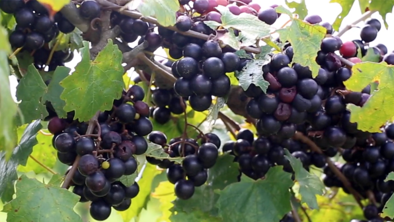 Ripe muscadines on the vine.