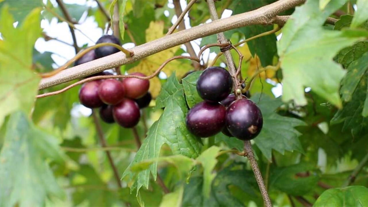 Ripe muscadines on a vine with green foliage.