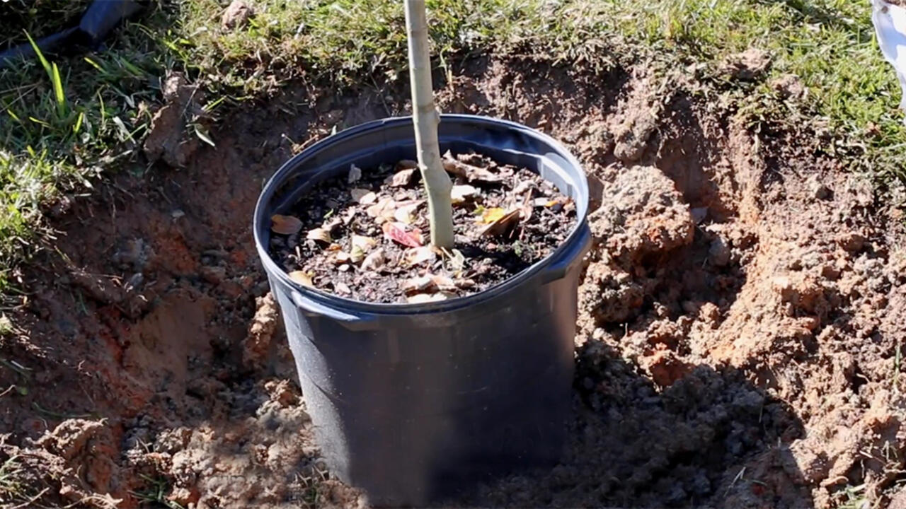 A small tree in a black container inside a freshly dug hole.