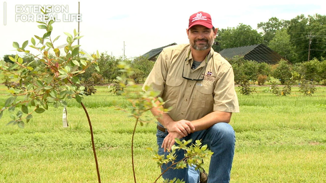 Eric Stafne kneels beside a newly planted blueberry bush.
