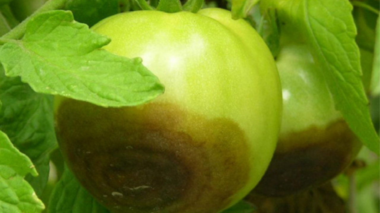 Green tomato with buckeye rot.