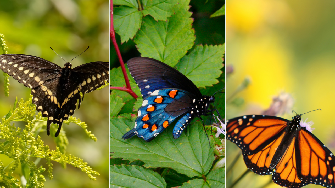 Three photos of butterflies in a collage.