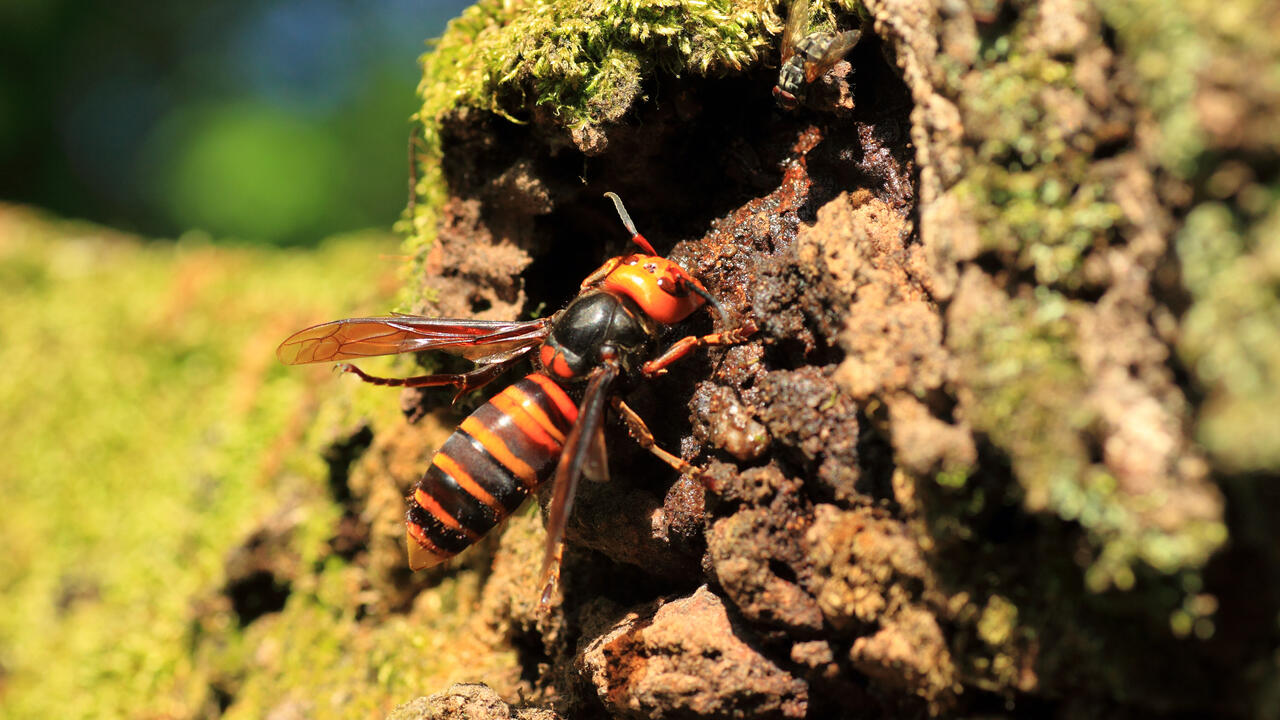 An Asian hornet on a rock.