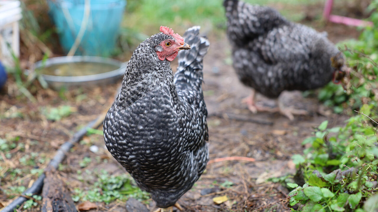 Two black chickens in a garden.