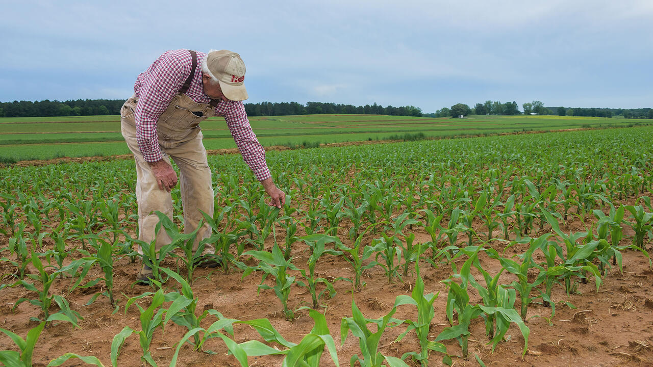 A man wearing overalls and a baseball cap reaches down to touch a small corn stalk in a field of corn.