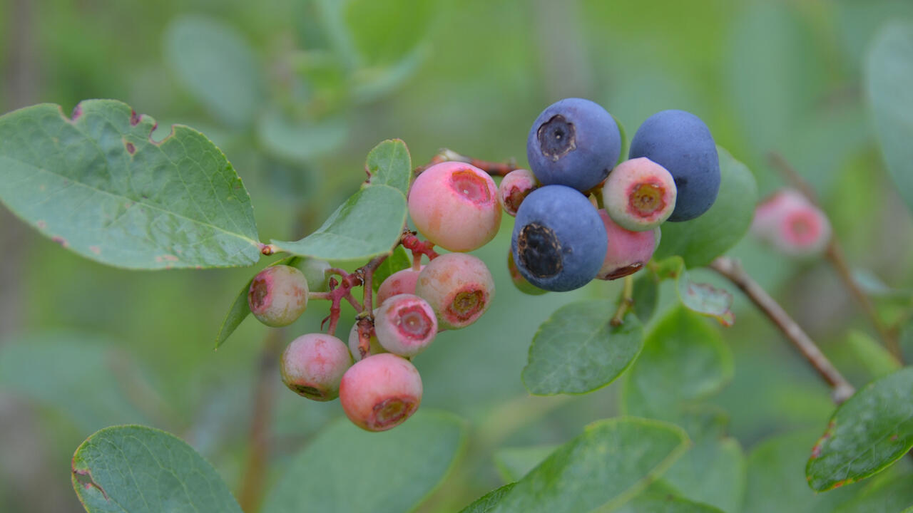Closeup of blueberries in various stages of ripeness.
