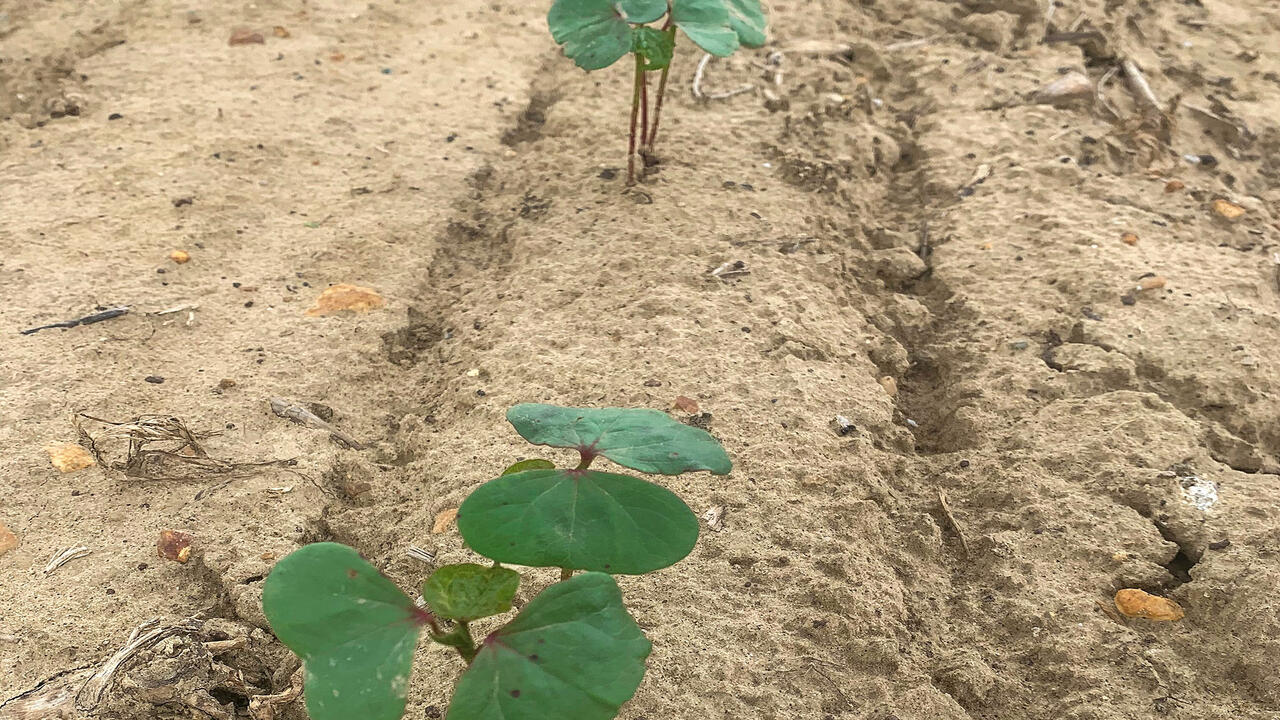 Leaves of young cotton plants.