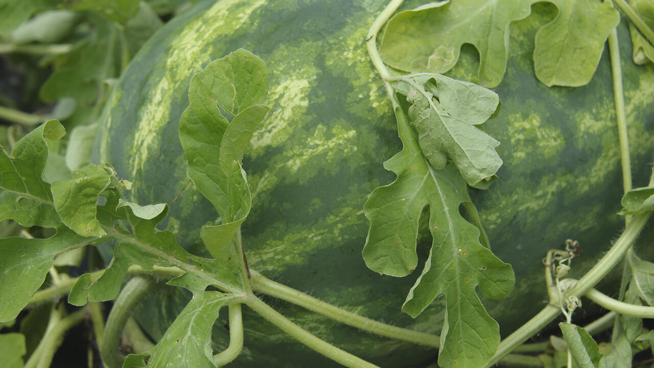 A watermelon lies in the vines in a field.