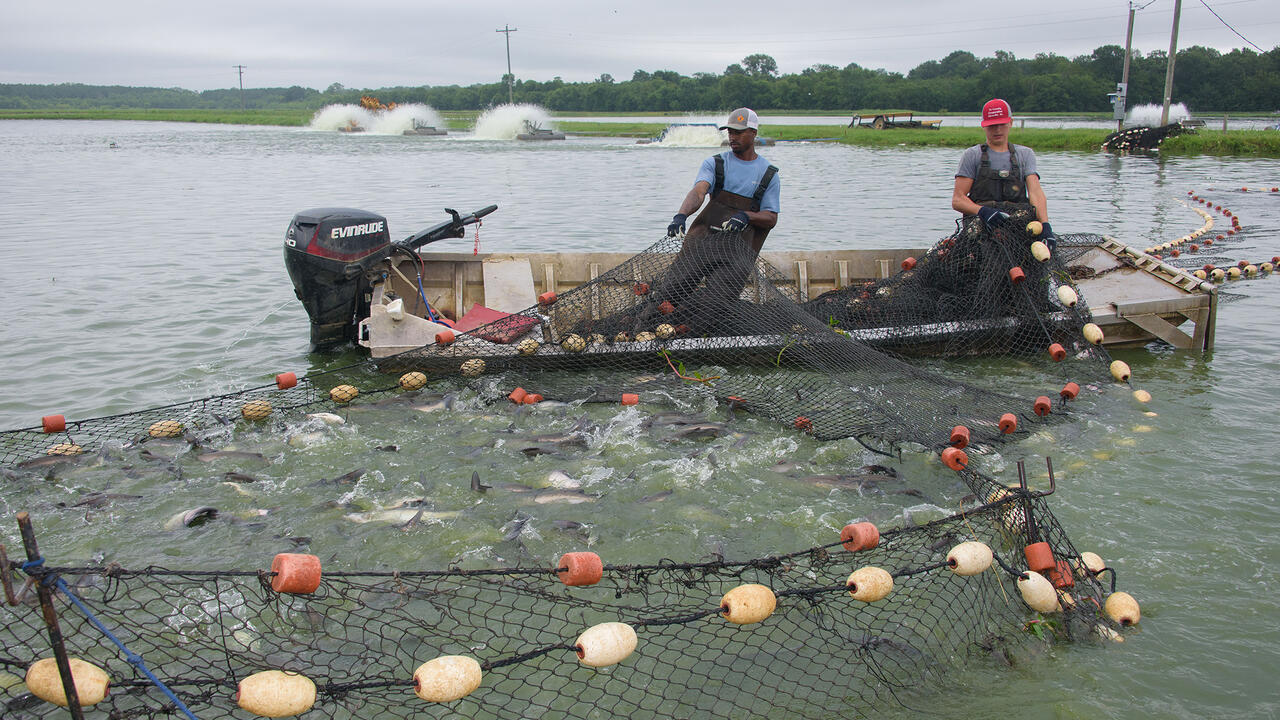 Large nets converge on a boat with two men aboard.