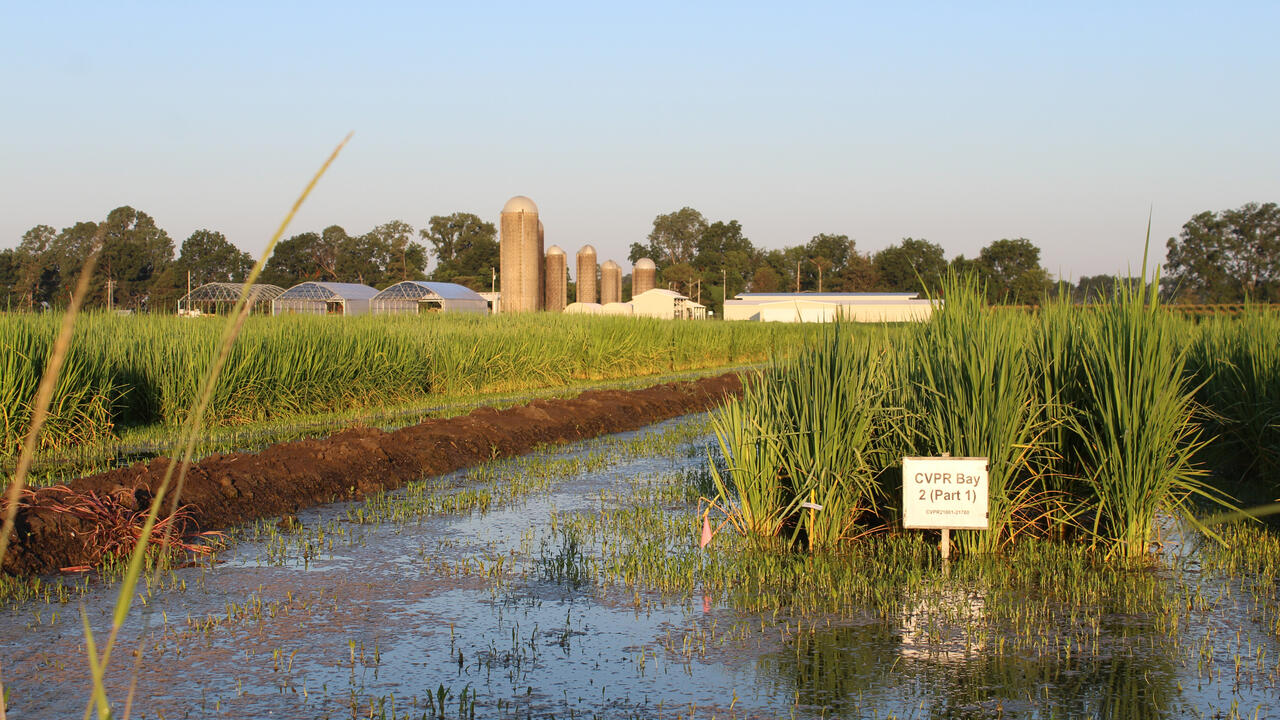 Rice growing in a wet field.