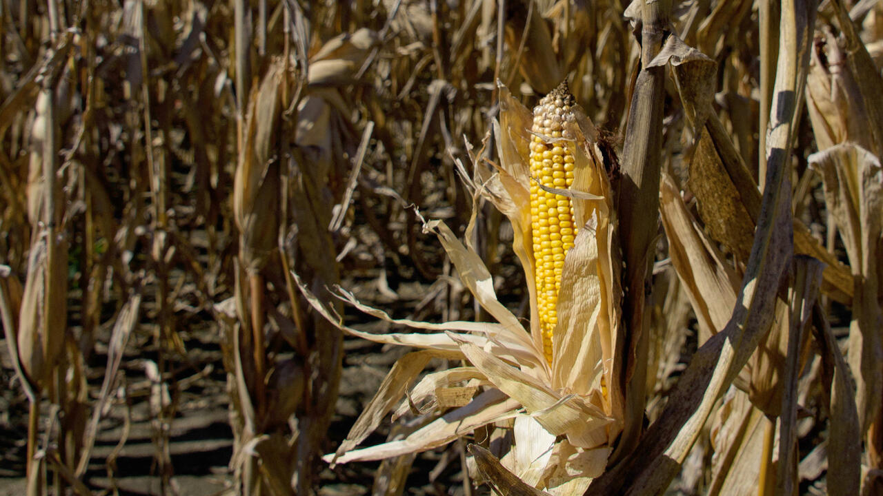 An ear of corn in front of a backdrop of stalks.