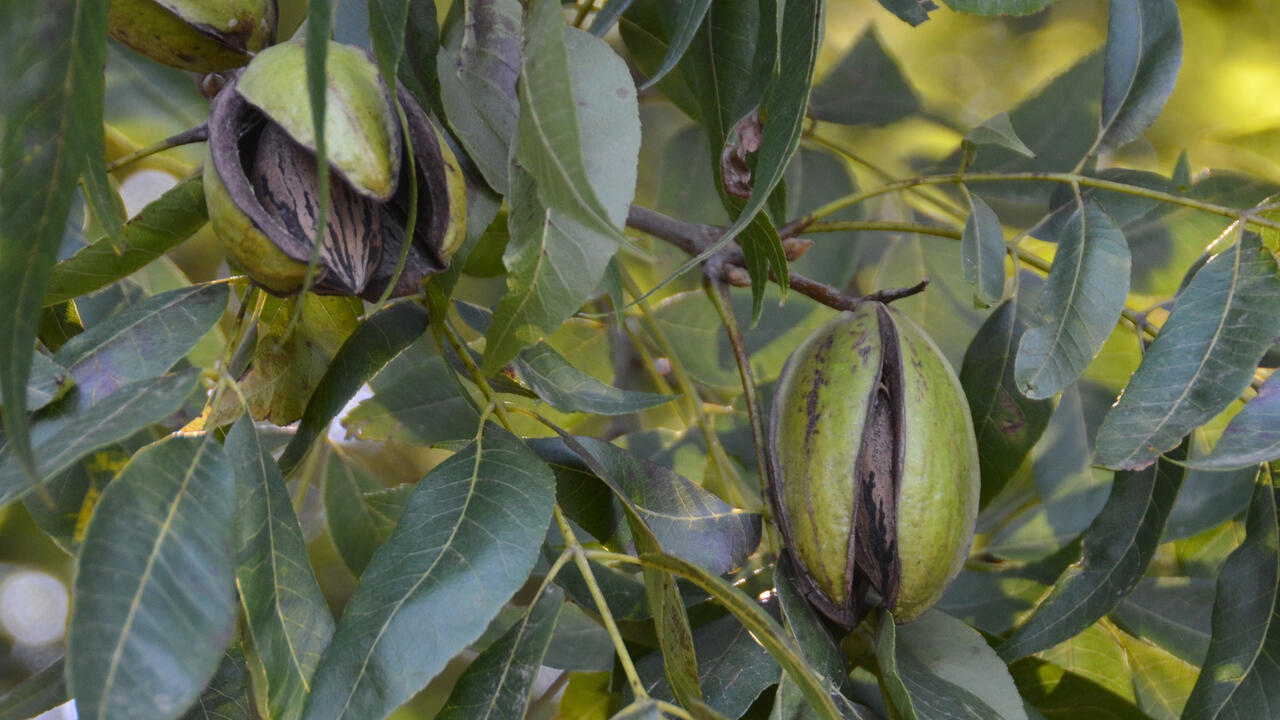 Closeup of pecans on the tree.
