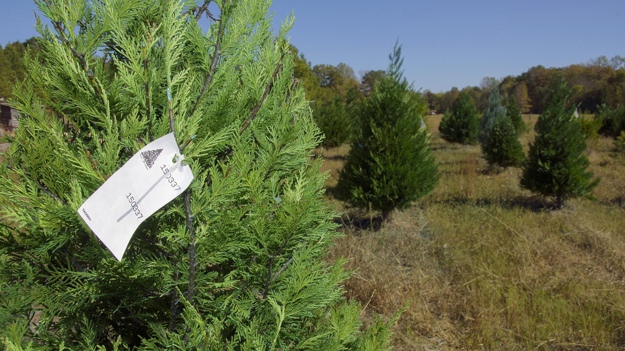 Christmas tree in the foreground in a field with other trees behind it.