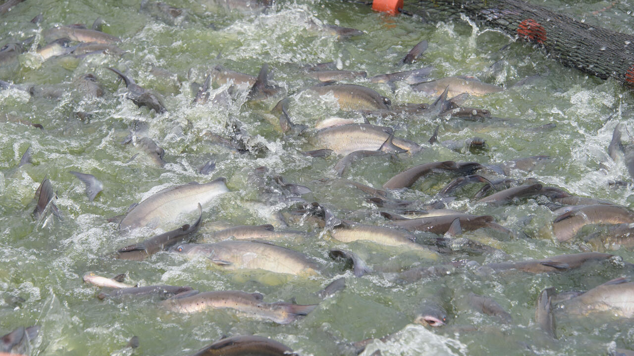 Catfish swimming above a net.