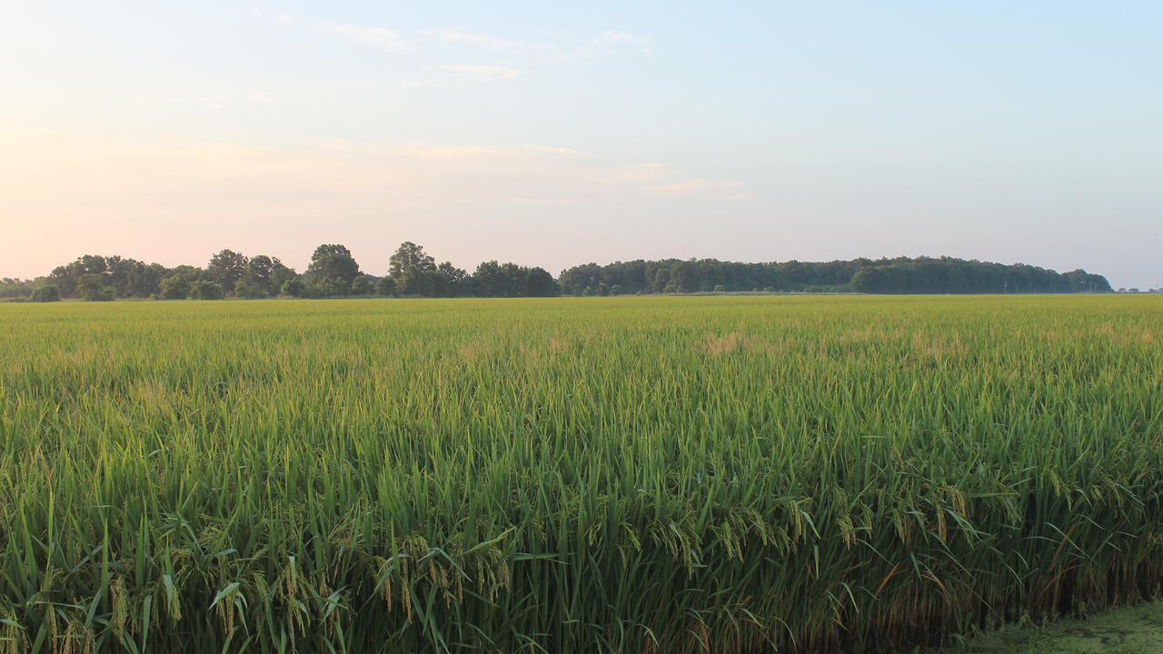 A rice field.