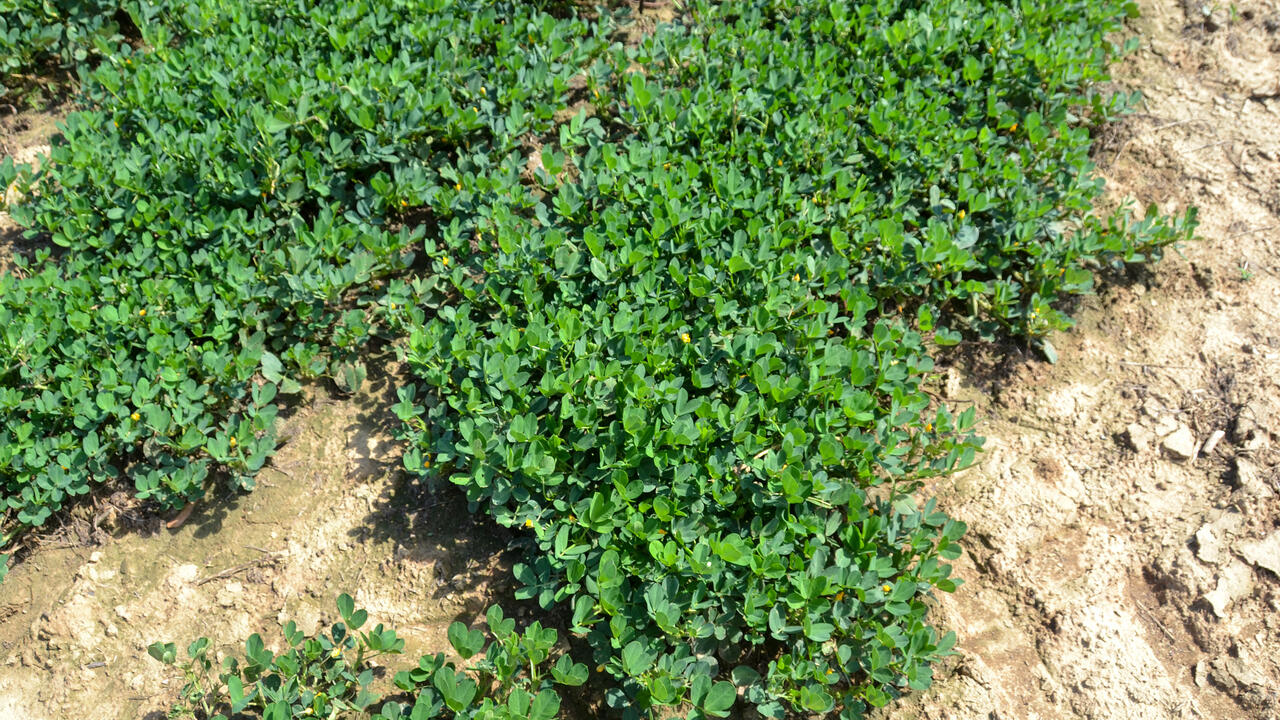 Peanut vines grow in a field.