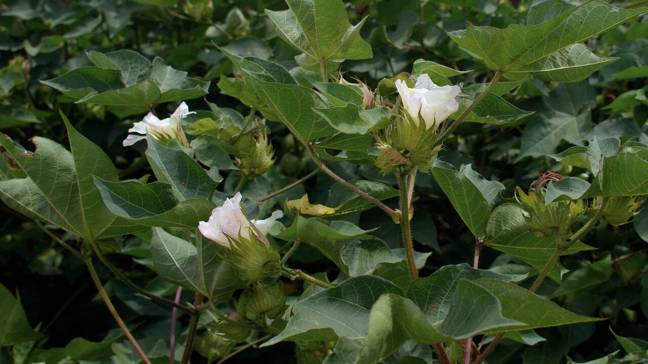 Close-up of a cotton plant.