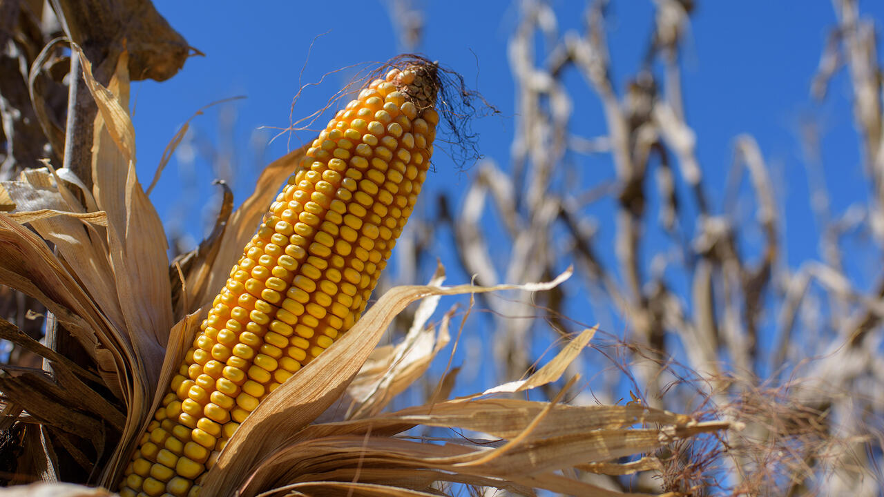 The husk has been pulled away from a yellow ear of dried corn in a field.
