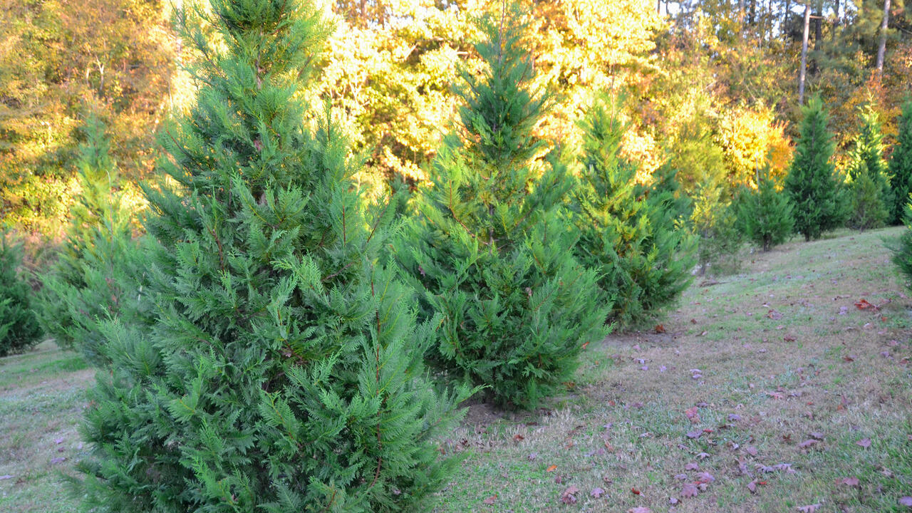 Choose-and-cut Christmas trees in a field