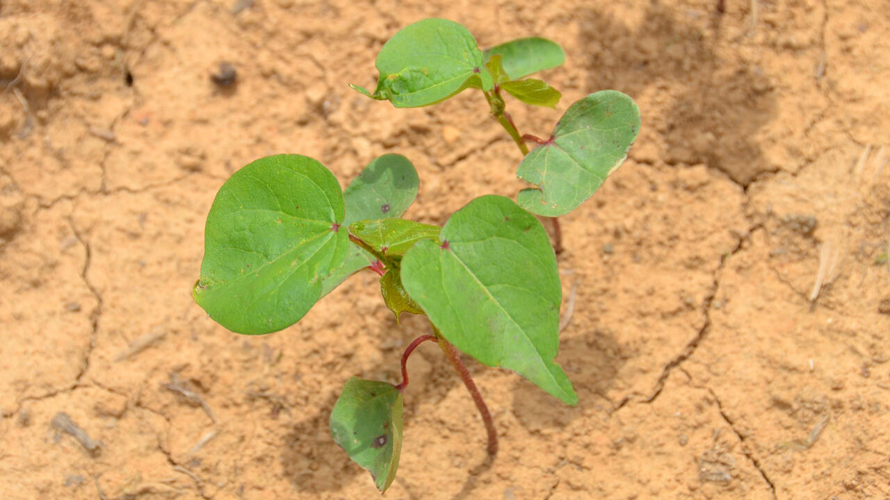 A cotton plant in a field.