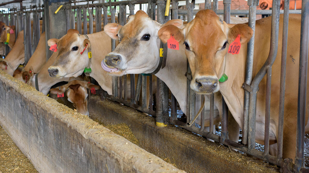  Brown cows are lined up in stalls.