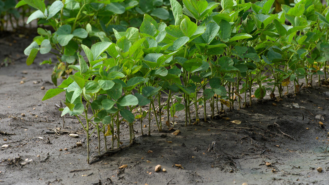 Small plants grow in a single row.