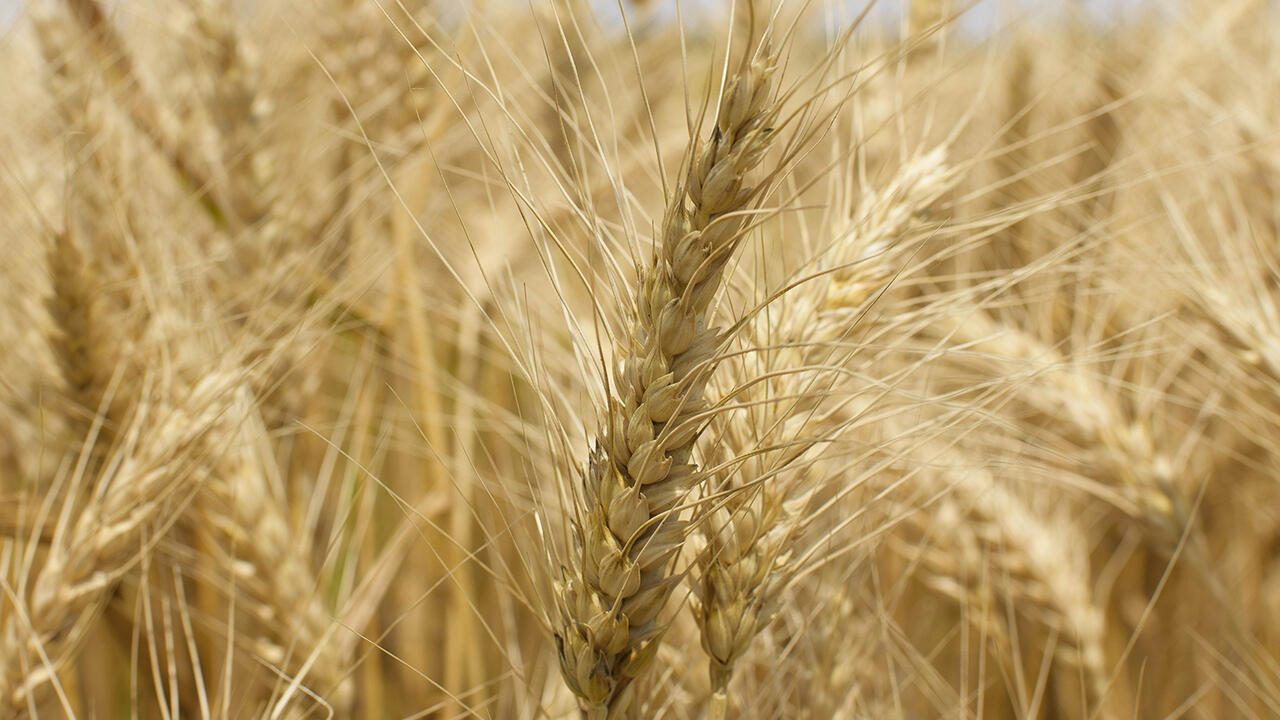 Wheat
