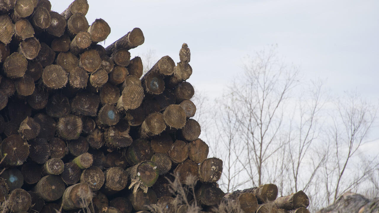 A stack of logs.