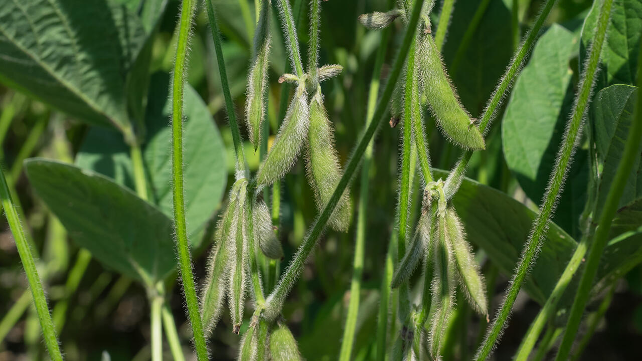 Soybeans in a field