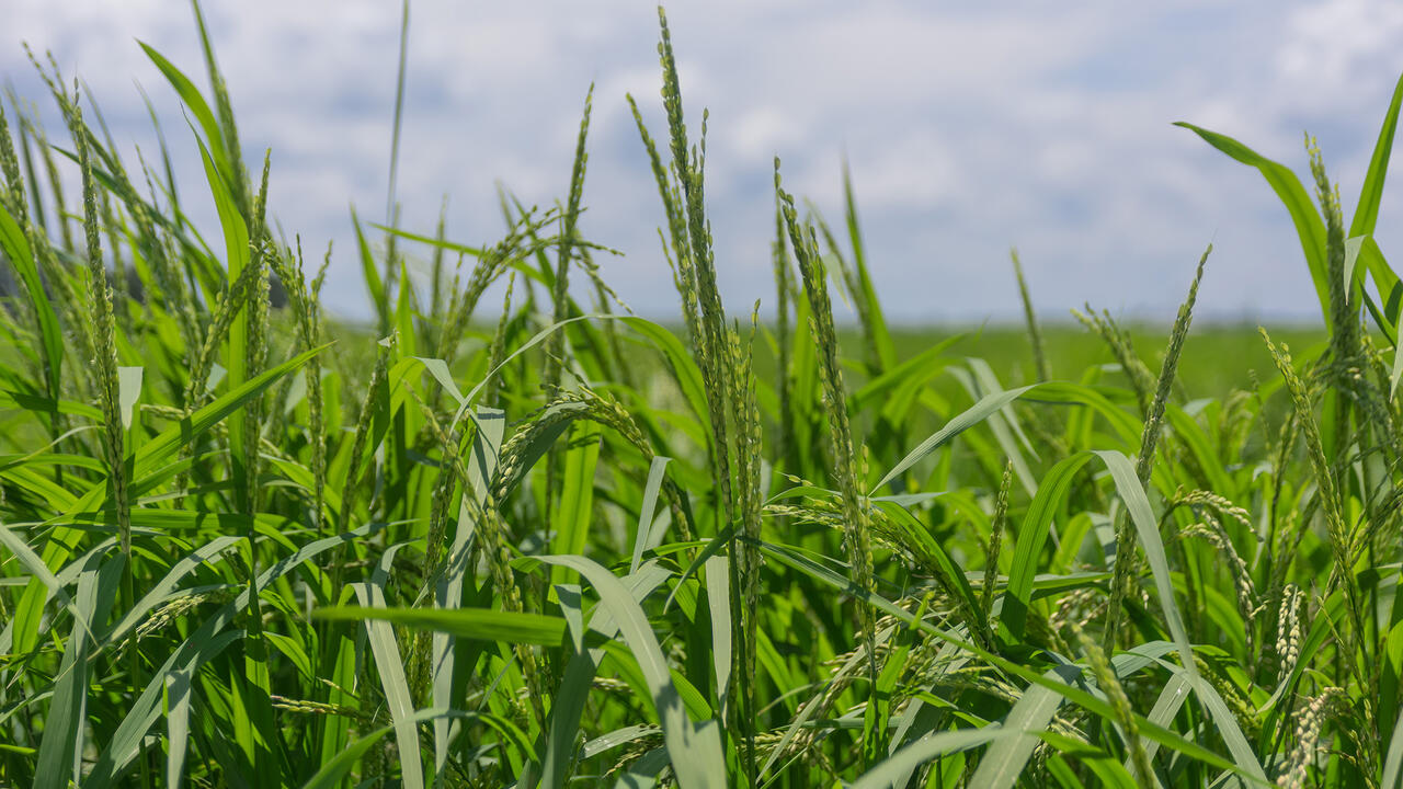 Rice in a field