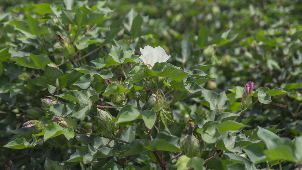 A white flower blooms on top of a cotton plant setting bolls.