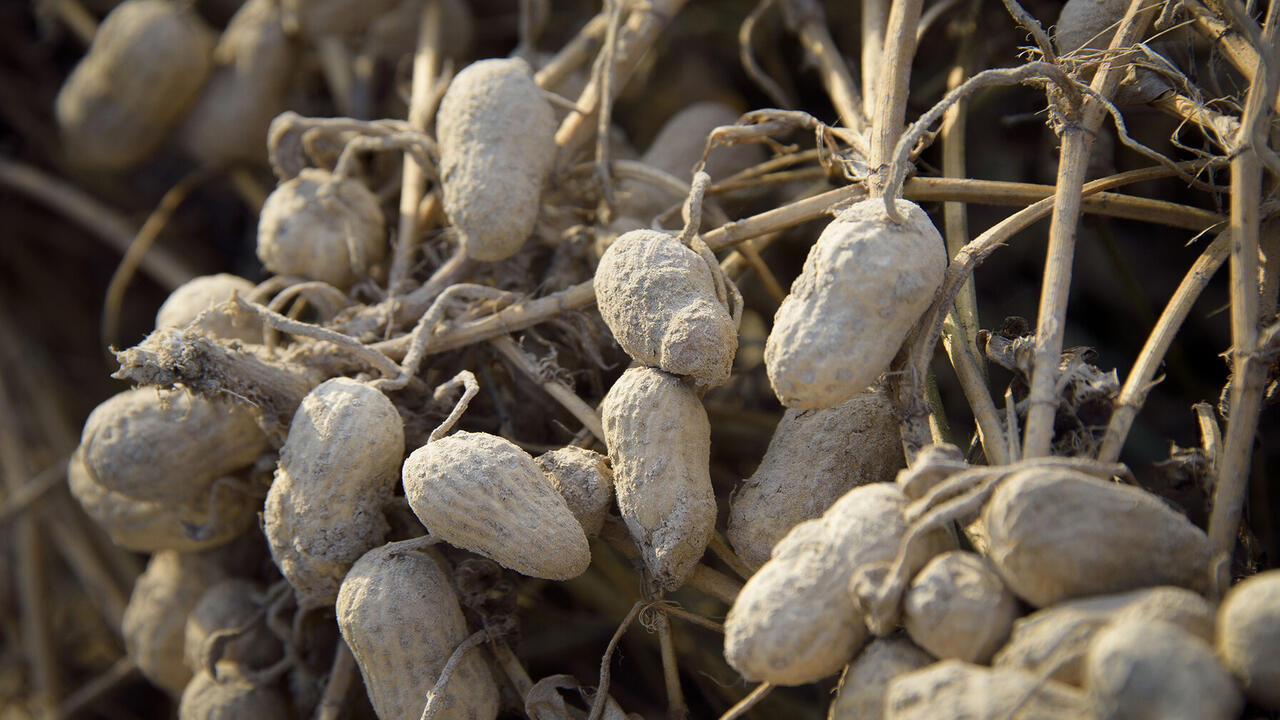 Peanuts on the vine